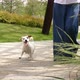 Little Dog with Its Owner in Public Park - VideoHive Item for Sale