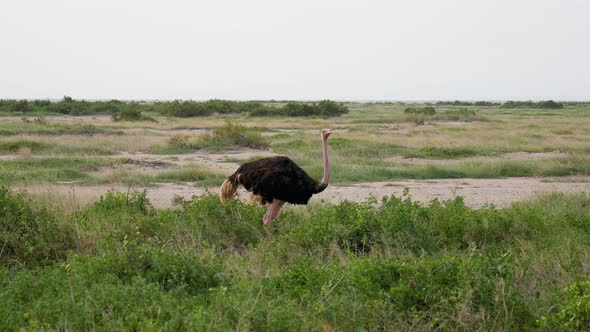 African Ostrich Grazing In The Pasture Looking Around In Search Of Danger