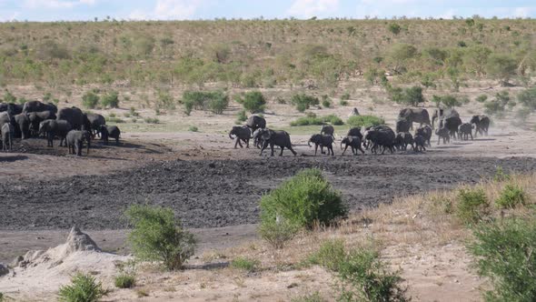 A new herd of African Bush elephants arriving 