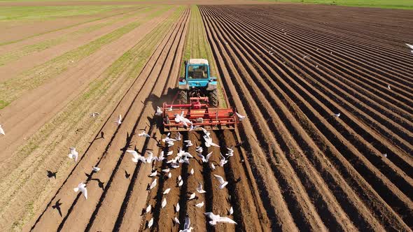 Agricultural Work on a Tractor Farmer Sows Grain. Hungry Birds Are Flying Behind the Tractor