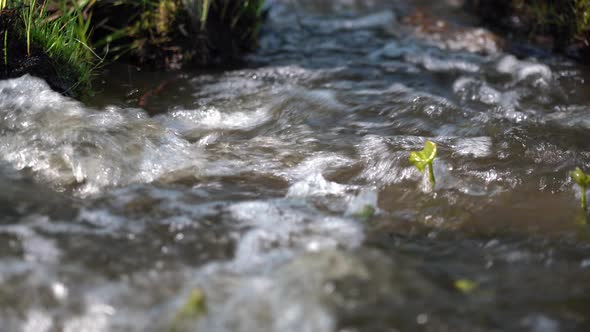 Close-up of a Fast Stream with Clear Water. Clear Forest Stream on a Sunny Spring Day