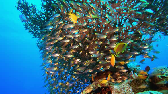 Underwater Sea Tropical Life Glassfish