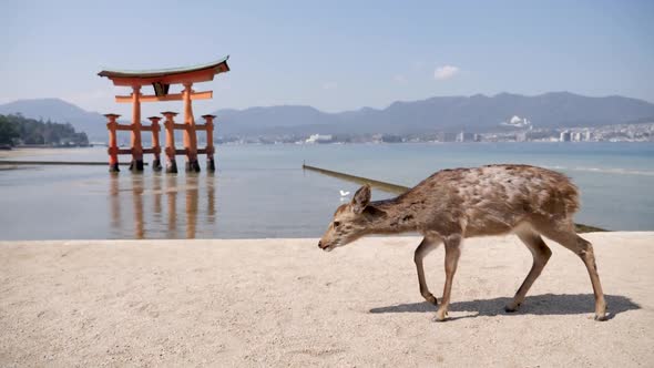 A Wild Fallow Deer Walking in Front of a Floating Torii Gate on Miyajima Island