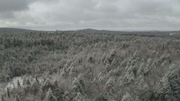 Snowy conifer near Piscataquis river. Maine. USA. Aerial pan