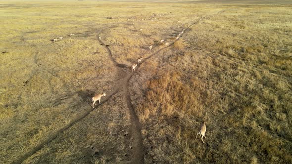 Wild Saiga Antelope Running. Herd of Antelope Running on Steppes To River.  Hdr Slow Motion