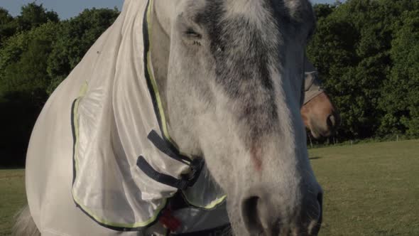 Grey horse shakes his head medium shot