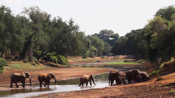 African bush elephant in Kruger National park, South Africa