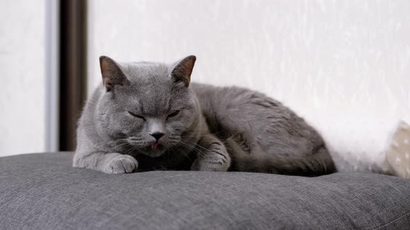 Large Gray Fluffy Cat Sleeps on a Soft Pillow in Room Opening Eyes