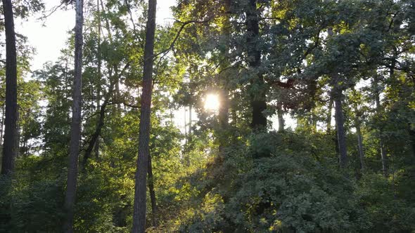 Green Forest with Trees By Day