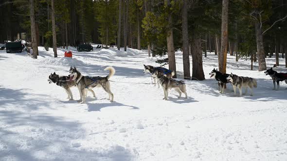 Husky dog sled team lined up and ready to start their race