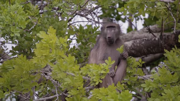 Baboon picks leaves and eats