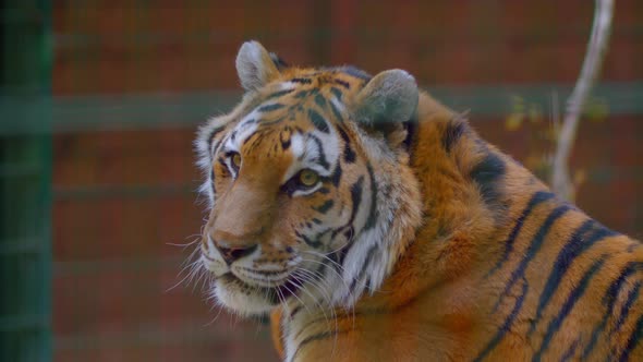 Siberian Tiger Portrait Wild Cat