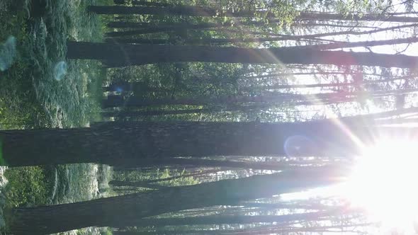 Vertical Video Aerial View Inside a Green Forest with Trees in Summer