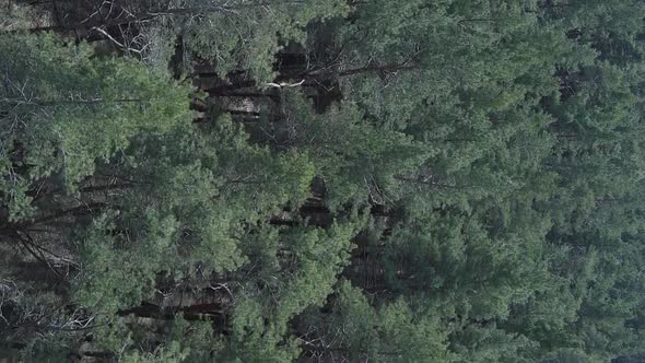 Vertical Video of Pine Forest Aerial View Slow Motion