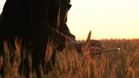 A Female Farmer Uses a Tablet for Harvesting. Technologies in Agriculture. Hands Close-up. Touch the