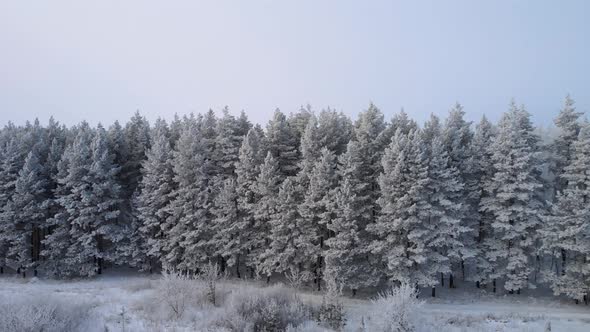 Frozen White Conifers