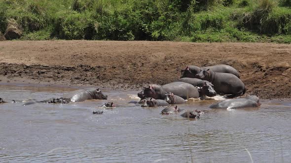 Hippopotamus, hippopotamus amphibius, Group standing in River, Masai Mara park in Kenya, slow motion