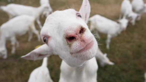 Closeup Face of Curios White Bearded Goat Sniffing Camera with Blurred Herd at Background