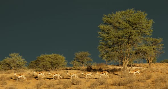Springbok Antelopes Against A Dark Sky