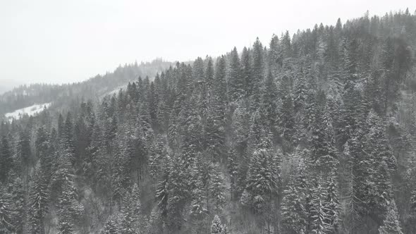 Fresh snow covering spruce trees in vast forest. DRONE.