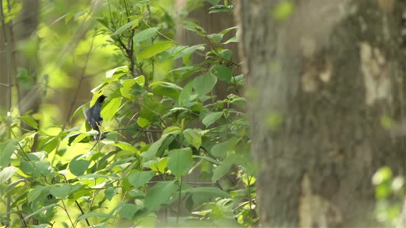 Bird Sitting On Leafy Branch, Takes Off, Static View