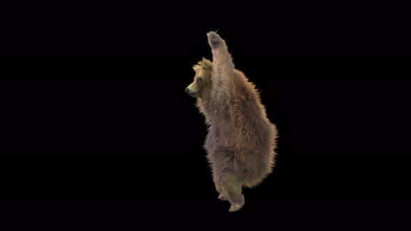 161 Bear Dancing 4K