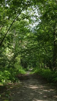 Vertical Video of Green Forest By Day