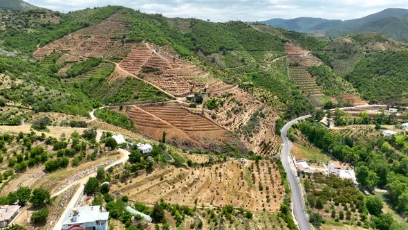 Rows of young Avocado plants, Aerial view 4 K