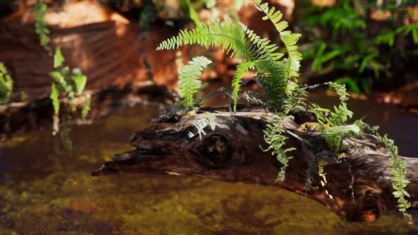 Tropical Golden Pond with Rocks and Green Plants