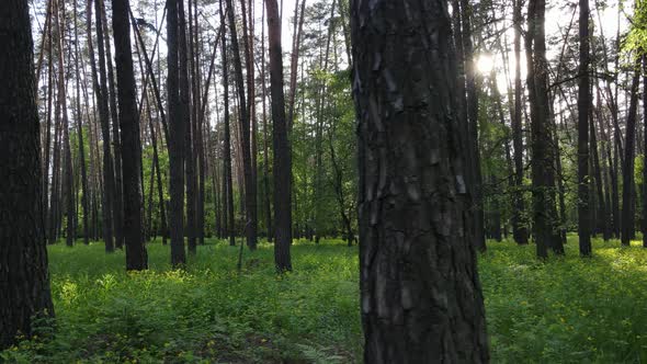 Wild Forest Landscape on a Summer Day