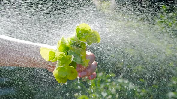 Female Hand Holds Bunch of Fresh Green Salad and Pours It with Stream of Water From Shower Faucet