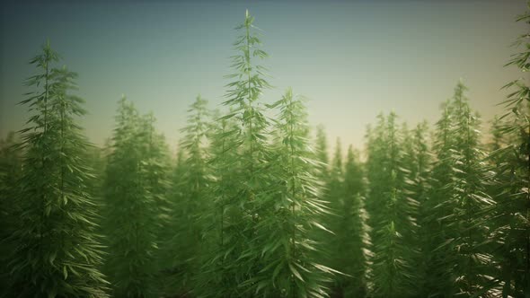 Field of Green Medial Cannabis