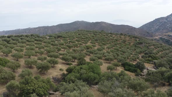 Aerial top view of Olive fields in the Mountain. Flying above Olives trees. 