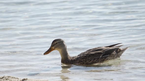 During the Day a Large Beautiful Duck Swims Along the Pond