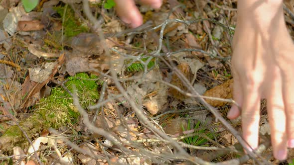 Morchella conica in the spring forest. A girl cuts a mushroom with a special camping knife