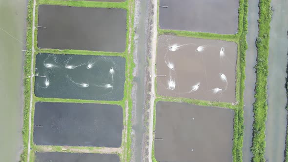 Prawn Fish Farm Aerial