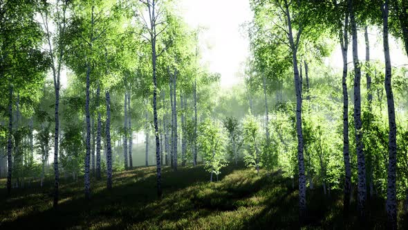 Birch Forest in Sunlight in the Morning