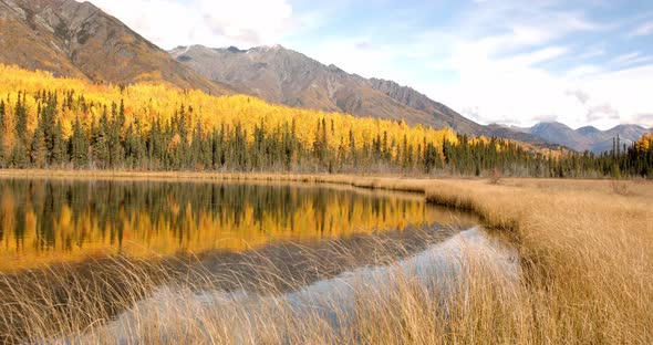 Amazing Alaskand Landscape, Yellow Cedar Forest, Pond and Grassland in a Valley Under Mountain Hills