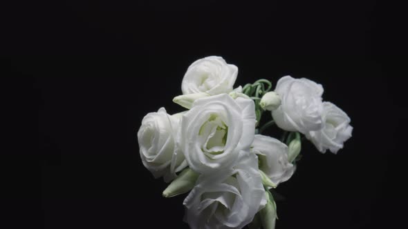 Bouquet of White Eustoma with Open Flowers and Buds on Black Studio Background