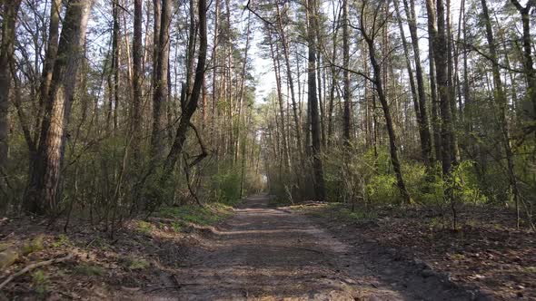 Aerial View of the Road Inside the Forest