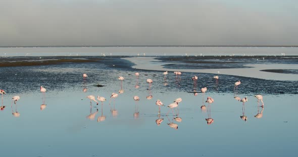 Big flock of wild flamingos near the shore of Walvis Bay, Namibia, 4k