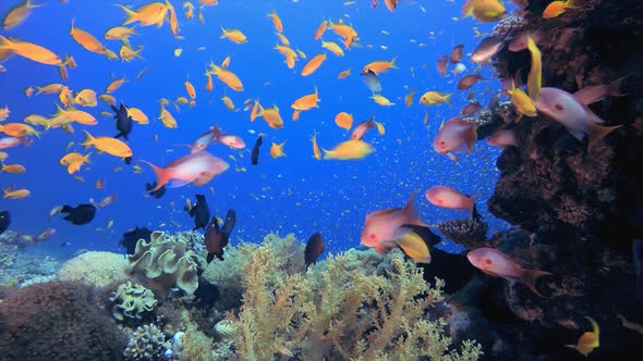 Underwater Blue Water Tropical Reef