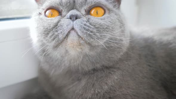 Gray Proud Cat Lying on Window Sill.