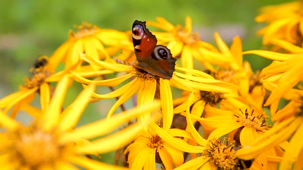 Butterflies and Bumblebees on Yellow Late Summer Flowers