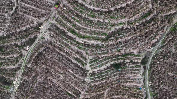 Dry Banana Plantations