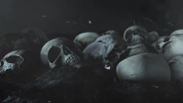 Black Raven And Human Skulls In A Field