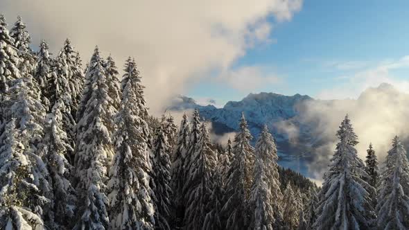 Drone Flight Forest Covered In Snow With Alpin Mountains In The Back   Hd 1080p