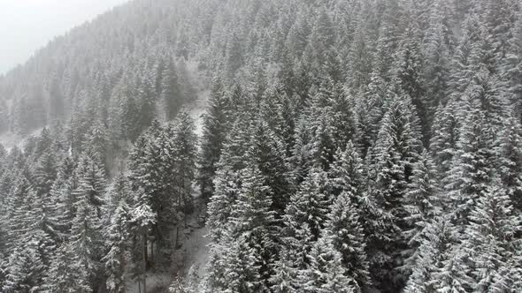 Heavy Snowfall in the Forest