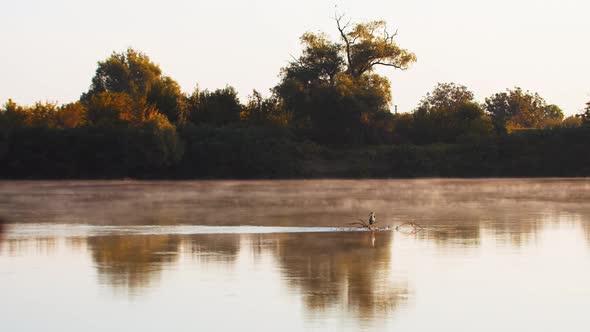 A Lonely Bird Standing on a Branch in the Middle of a Pond at Early Sunset