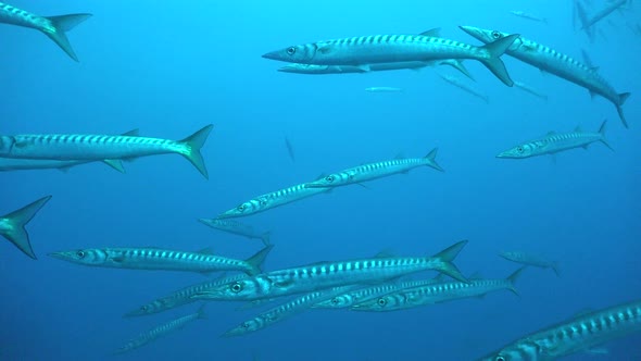 Barracudas passing close in front of the camera in open water